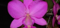 Orquídeas são a grande atração do evento.