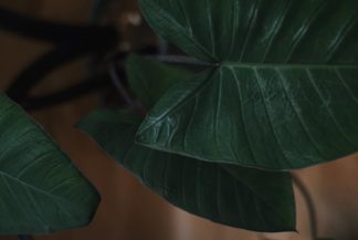 Festival Costume Coletivo reúne música e sustentabilidade no domingo