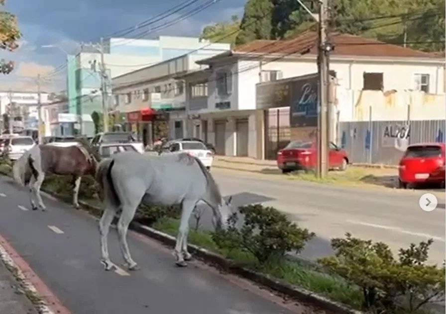 cavalos na ciclovia